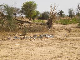 20090507-burkina faso 133 fallen tree.JPG